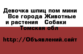 Девочка шпиц пом мини - Все города Животные и растения » Собаки   . Томская обл.